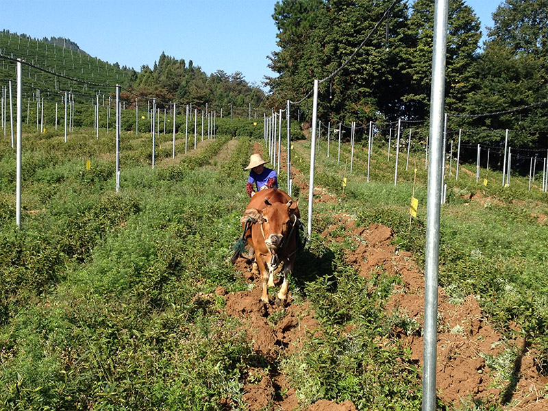石門(mén)基地松土